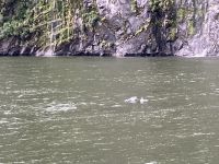 Delphine springen &ndash; &copy; Elisabeth Fox-Maerki (Eberhardt TRAVEL)