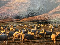 Mähhhh &ndash; &copy; Elisabeth Fox-Maerki (Eberhardt TRAVEL)