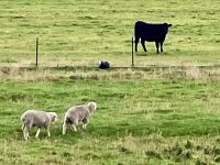 Merino Schafe und Angus Kuh &ndash; &copy; Elisabeth Fox-Maerki (Eberhardt TRAVEL)