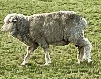 Hier, das Merino Schaf &ndash; &copy; Elisabeth Fox-Maerki (Eberhardt TRAVEL)