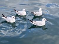 Black tail Gull, die hiesige Moeve &ndash; &copy; Elisabeth Fox-Maerki (Eberhardt TRAVEL)