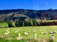 Ja, echte Schafe &ndash; &copy; Elisabeth Fox-Maerki (Eberhardt TRAVEL)