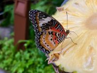 Im Schmetterlingsgarten am Flughafen Singapurs &ndash; &copy; Elisabeth Fox-Maerki (Eberhardt TRAVEL)