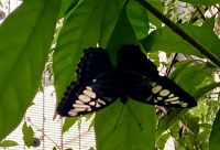 Schmetterling mit durchsichtigen Fluegel &ndash; &copy; Elisabeth Fox-Maerki (Eberhardt TRAVEL)