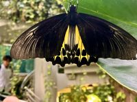 Der grosse schwarze Falter &ndash; &copy; Elisabeth Fox-Maerki (Eberhardt TRAVEL)