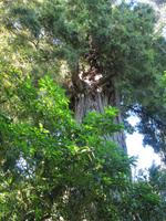 Totara-Baum &ndash; &copy; Anna Stiebing (Eberhardt TRAVEL)