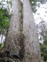 Siamesische Kauris &ndash; &copy; Anna Stiebing (Eberhardt TRAVEL)