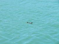 Pinguin &ndash; &copy; Anna Stiebing (Eberhardt TRAVEL)