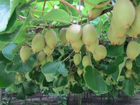 Kiwi-Land &ndash; &copy; Anna Stiebing (Eberhardt TRAVEL)