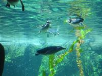 Little Blue Penguins &ndash; &copy; Anna Stiebing (Eberhardt TRAVEL)