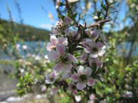 Manuka &ndash; &copy; Anna Stiebing (Eberhardt TRAVEL)