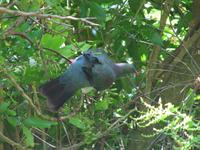 New Zealand Pigeon &ndash; &copy; Anna Stiebing (Eberhardt TRAVEL)