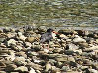 Austernfischer &ndash; &copy; Anna Stiebing (Eberhardt TRAVEL)