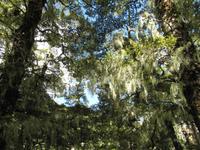 wie im Märchenwald &ndash; &copy; Anna Stiebing (Eberhardt TRAVEL)