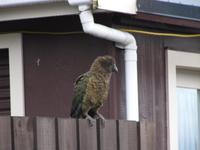 Kea &ndash; &copy; Anna Stiebing (Eberhardt TRAVEL)