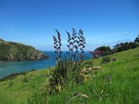 New Zealand Flax &ndash; &copy; Anna Stiebing (Eberhardt TRAVEL)