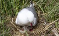 262 - Royal Albatross Colony