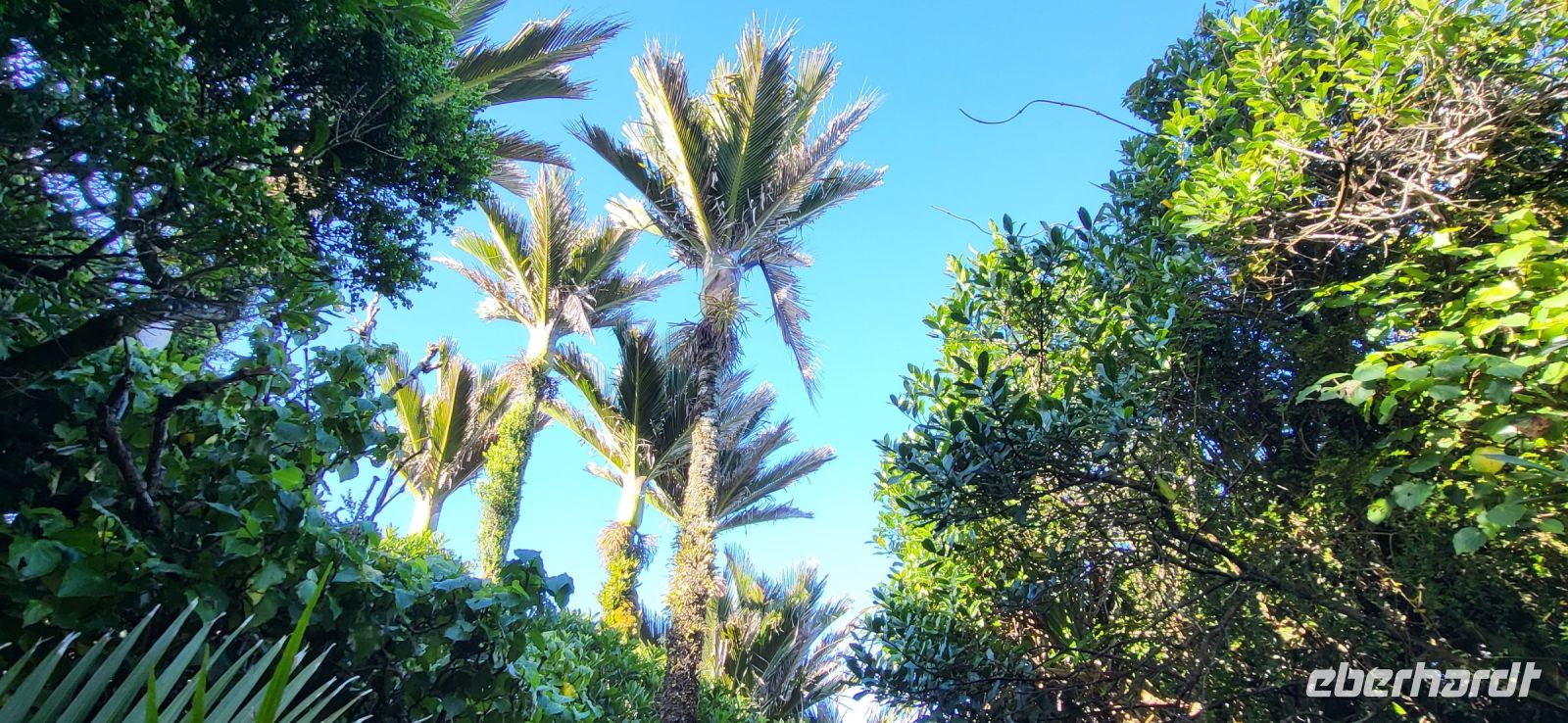 270 Nikau Palmen
