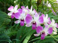 Orchideen-Pracht im Botanischen Garten