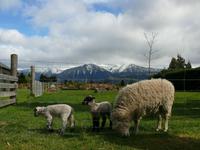 Lämmer im Frühling