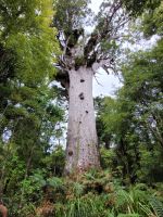 3-006 Tane Mahuta
