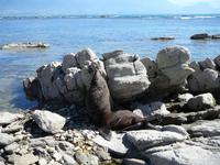 Seebär Kaikoura &ndash; &copy; Anna Stiebing (Eberhardt TRAVEL)