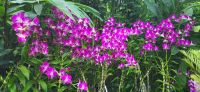 33 Orchideengarten  Singapur