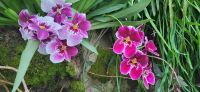 34 Orchideengarten  Singapur