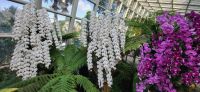 35 Orchideengarten  Singapur