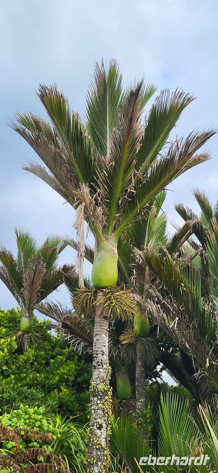 359 Nikau Palmen