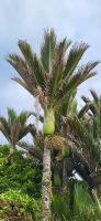 359 Nikau Palmen