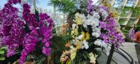 36 Orchideengarten  Singapur