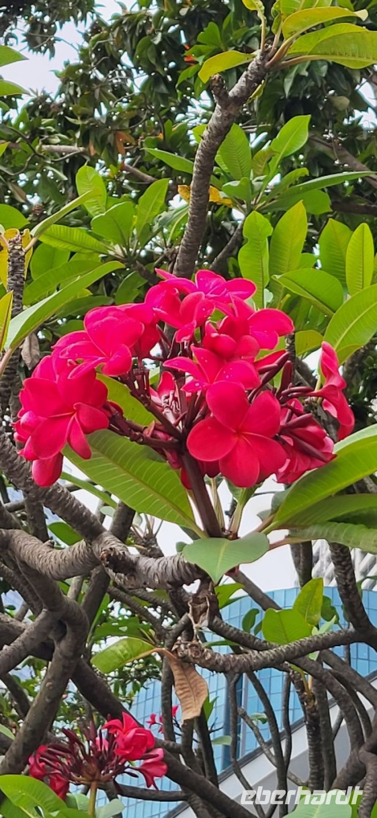 39 Frangipani