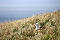 Besuch einer Albatross-Kolonie