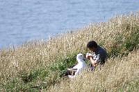 Besuch einer Albatross-Kolonie