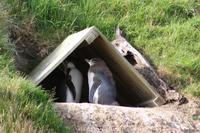 Besuch einer Pinguinfarm in der Nähe von Dunedin