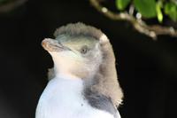 Auf der Pinguinfarm: Gelbaugenpinguinbaby