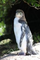 Auf der Pinguinfarm: Gelbaugenpinguinbaby