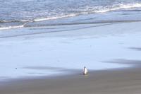 Auf der Pinguinfarm, direkt am Strand