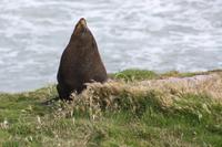 Am Strand der Pinguinfarm