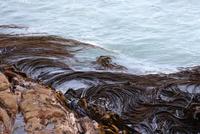 Am Strand der Pinguinfarm