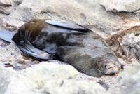 Am Strand der Pinguinfarm