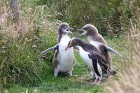 2 Streithähne auf der Pinguinfarm