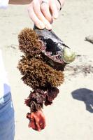 Am Strand von Moeraki Boulders