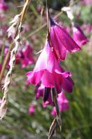 Am Strand von Moeraki Boulders