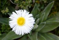 Daisy - Familie der Gänseblümchen