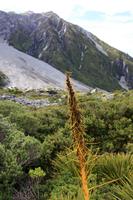 Am Mount Cook