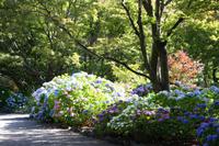 Botanischer Garten in Christchurch