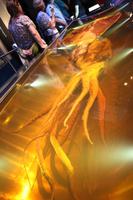 Im Te Papa Museum in Wellington: Riesentintenfisch