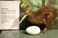 Kiwibird, leider nur ausgestopft, die echten sind nachtaktiv